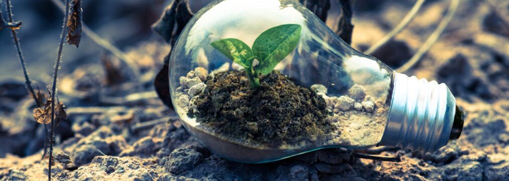 an ecosystem within a lightbulb, close up on a dirt ground. every business must have an esg strategy