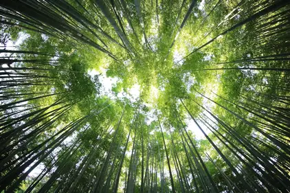 ecologi forest support cyan solutions